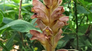 Pati Džioveklė (Orobanche spp.) paprastai laikoma kenkėju dėl savo parazitinio pobūdžio ant įvairių augalų