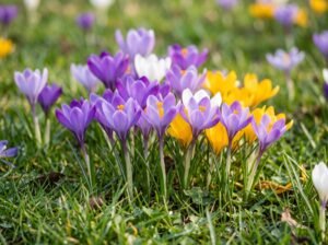 Krokų (Crocus)
