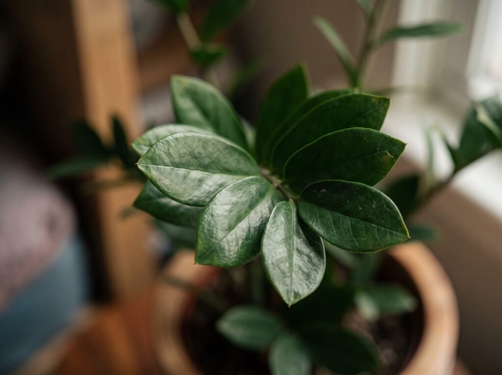 Zamiokulkas (Zamioculcas zamiifolia)