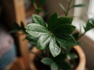 Zamiokulkas (Zamioculcas zamiifolia)