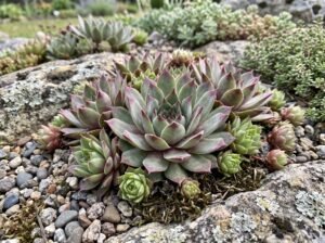 šilropės (Sempervivum)