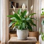 Vėzdūnė (Spathiphyllum)