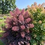 Pūkenis (Cotinus)