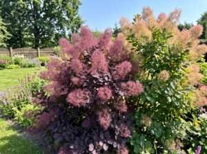 Pūkenis (Cotinus)