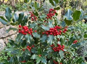 Bugienis (Ilex)