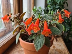 Kolerija (Kohleria)