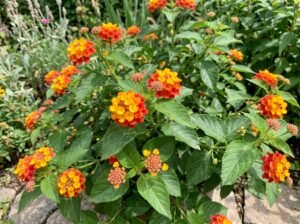 Lantana